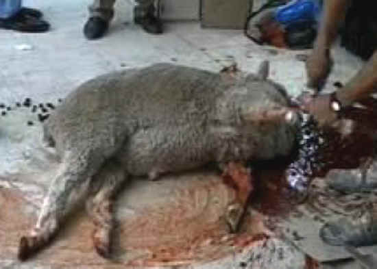 Sheep and Lambs - Slaughter - 13