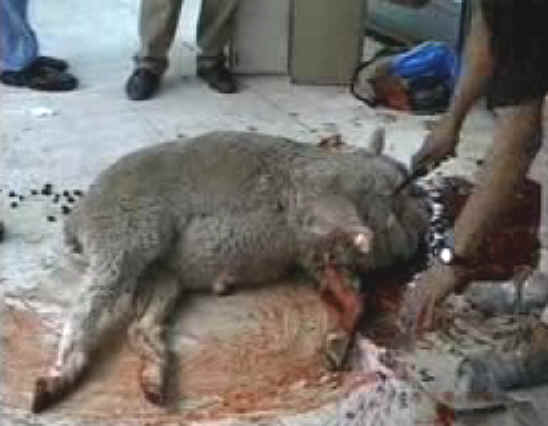 Sheep and Lambs - Slaughter - 14