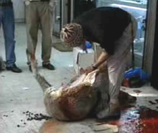 http://www.all-creatures.org/anex/sheep-slaughter-16.jpg