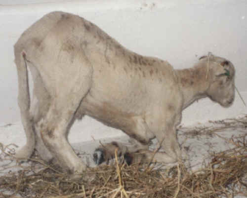 Sheep and Lambs - Transport-01