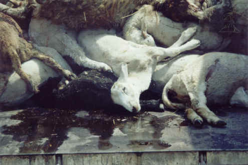 Sheep and Lambs - Transport-02