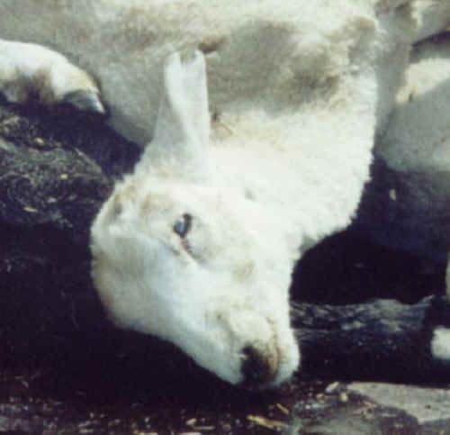 Sheep and Lambs - Transport-02a