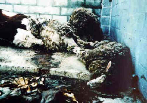 Sheep and Lambs - Transport-03