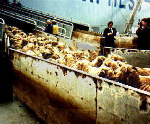 Sheep and Lambs - Transport - 04