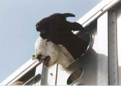 Sheep and Lambs - Transport-06