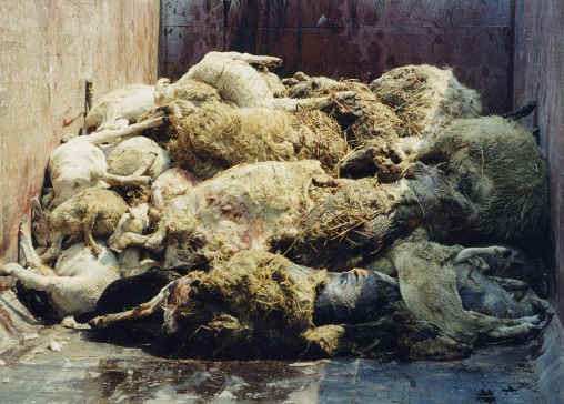 Sheep and Lambs - Transport-08