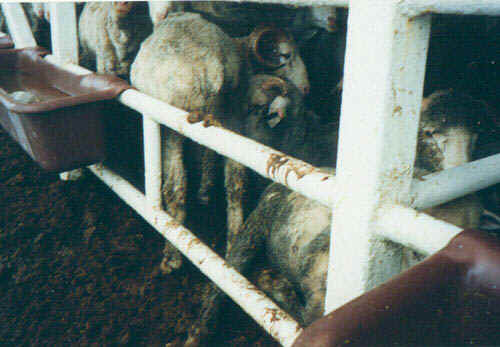 Sheep and Lambs - Transport - 14