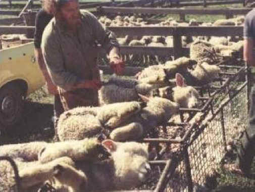 Sheep and Lambs - Wool-02