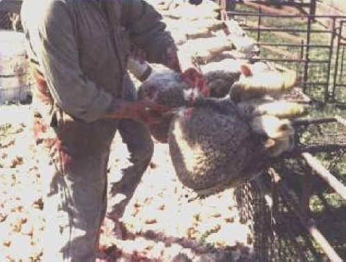 Sheep and Lambs - Wool-03