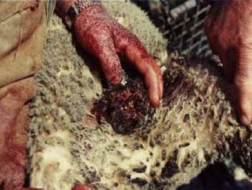Sheep and Lambs - Wool-04