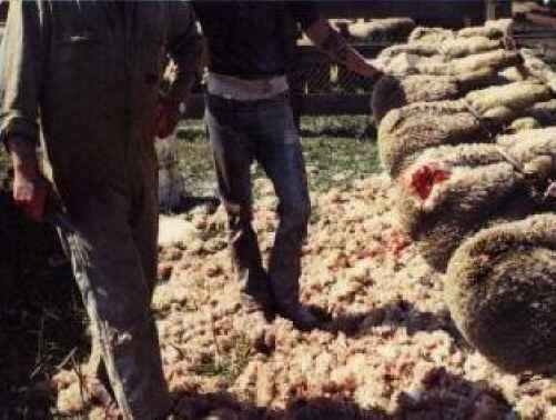 Sheep and Lambs - Wool-05