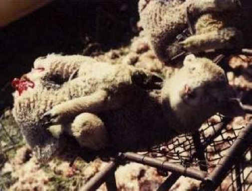 Sheep and Lambs - Wool-06