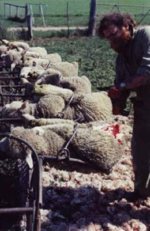 Sheep and Lambs - Wool-07