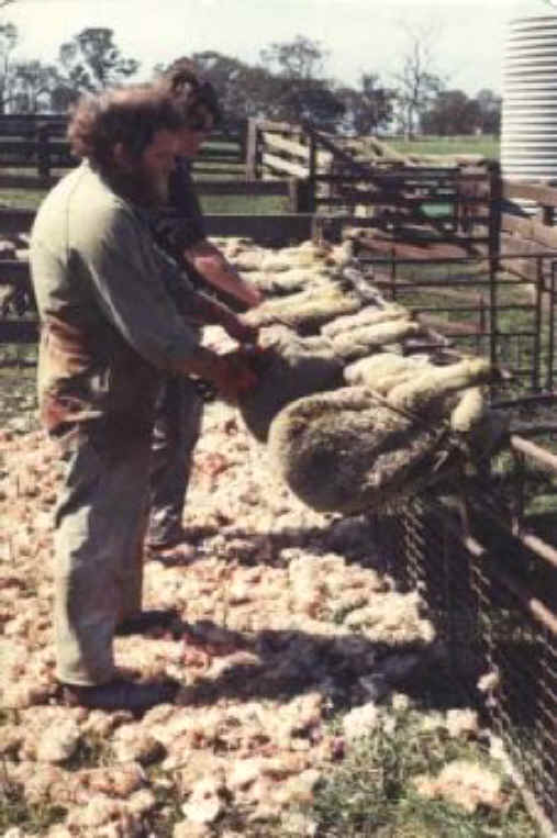 Sheep and Lambs - Wool-08