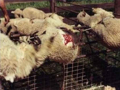 Sheep and Lambs - Wool-09
