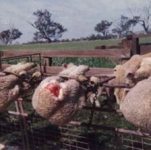 Sheep and Lambs - Wool-10