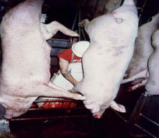 Pig Exploitation - Slaughter - 2a