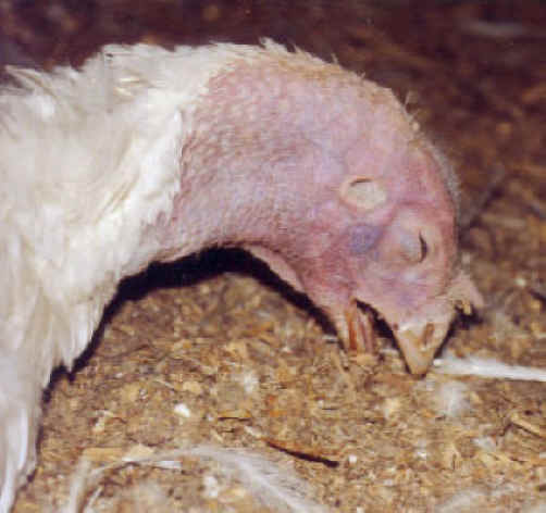 http://www.all-creatures.org/anex/turkey-cruelty-2.jpg