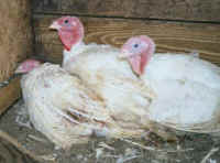 Turkey - Cruelty - 4