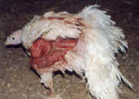 Turkey - Cruelty - 5