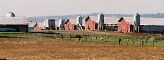 Turkey - Free Range  Myth - 01