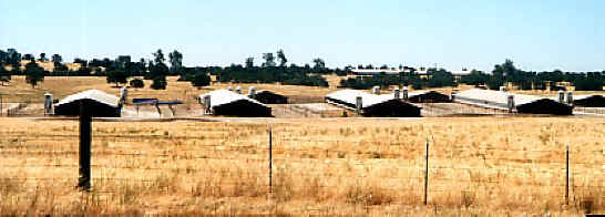 Turkey - Free Range  Myth - 02