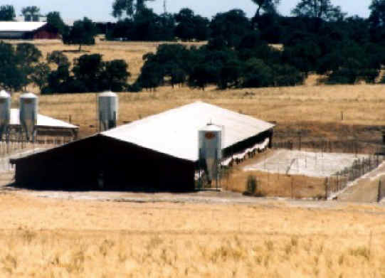 Turkey - Free Range  Myth - 04