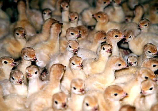 Turkey - Free Range  Myth - 05