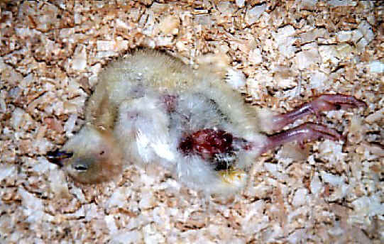 Turkey - Free Range  Myth - 06