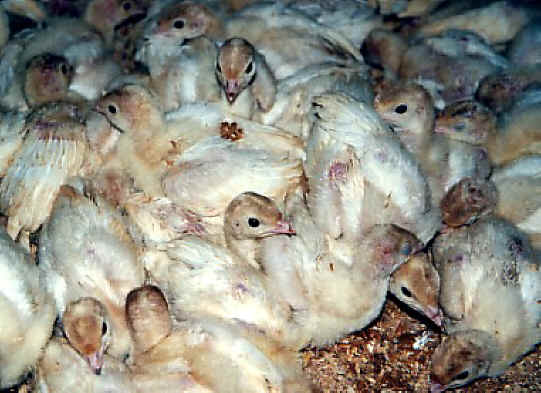 Turkey - Free Range  Myth - 07