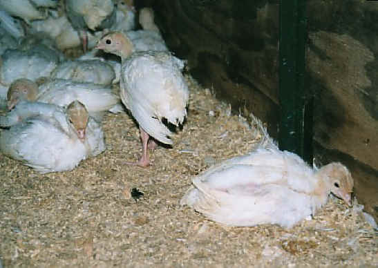 Turkey - Free Range  Myth - 08