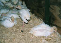 Turkey - Free Range Myth - 08