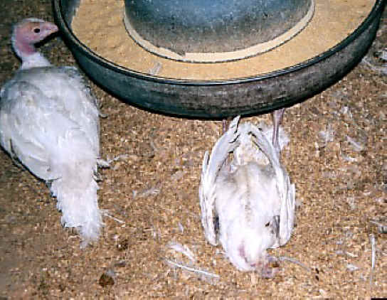 Turkey - Free Range  Myth - 09