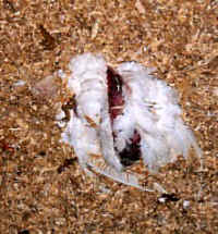 Turkey - Free Range Myth - 10