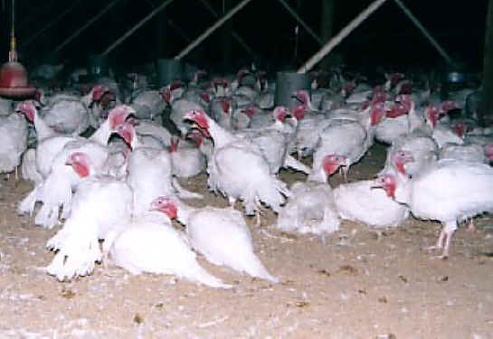 Turkey - Free Range  Myth - 11