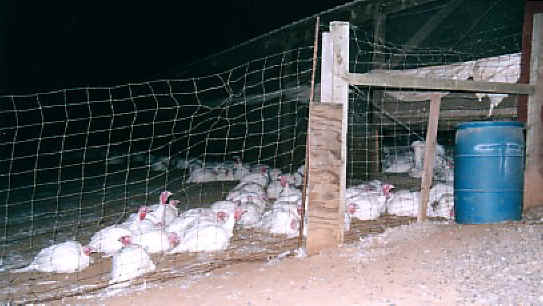 Turkey - Free Range  Myth - 13