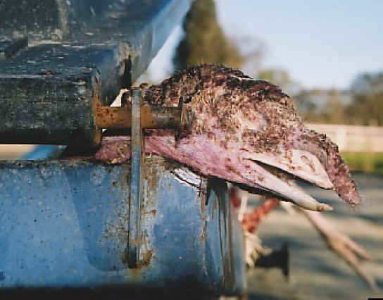 Turkey - Free Range  Myth - 14