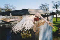 Turkey - Free Range Myth - 15