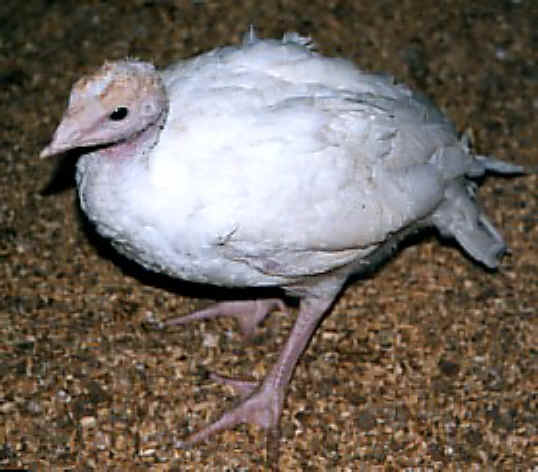 Turkey - Free Range  Myth - 17