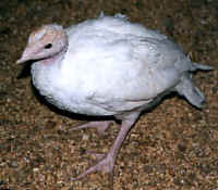 Turkey - Free Range Myth - 17