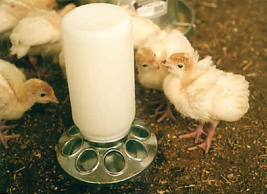 Turkey - Free Range  Myth - 18