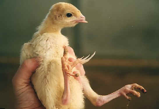 Turkey - Free Range  Myth - 19