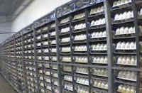 Turkey Hatchery - 01