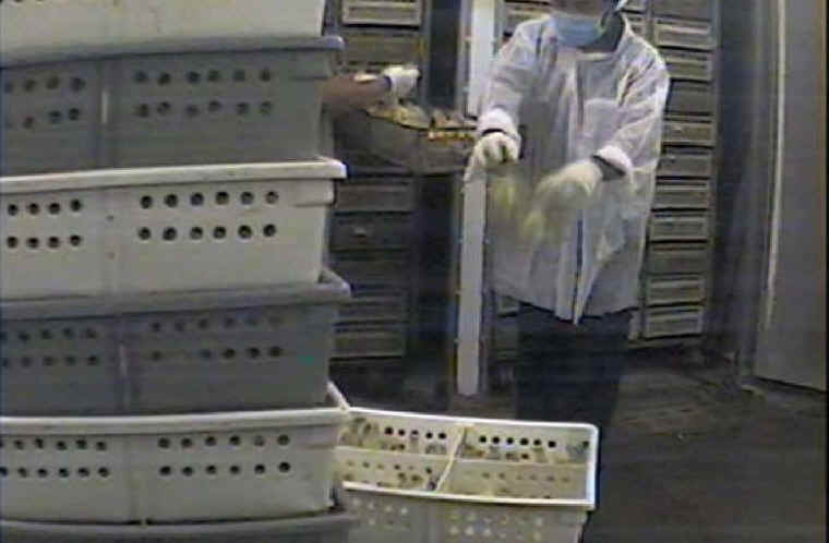 Turkey Hatchery - 03