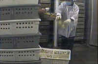 Turkey Hatchery - 03