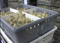Turkey Hatchery - 05
