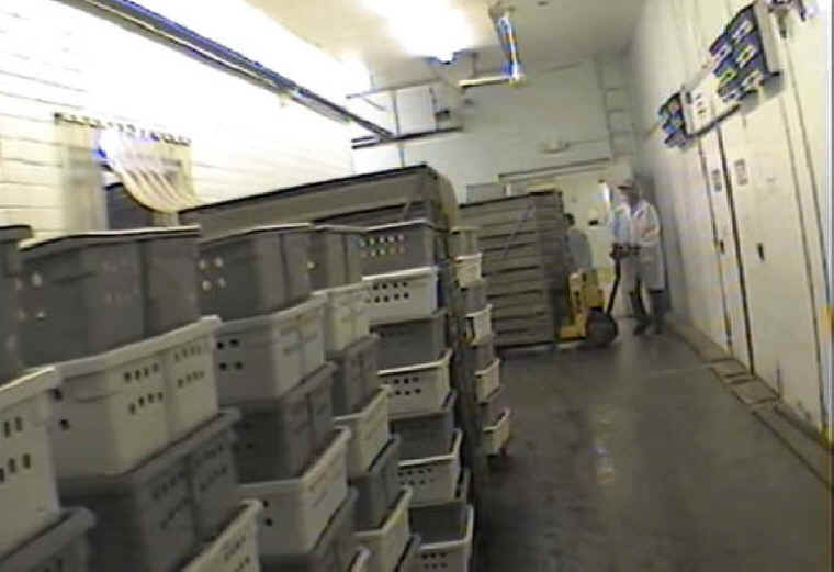 Turkey Hatchery - 06