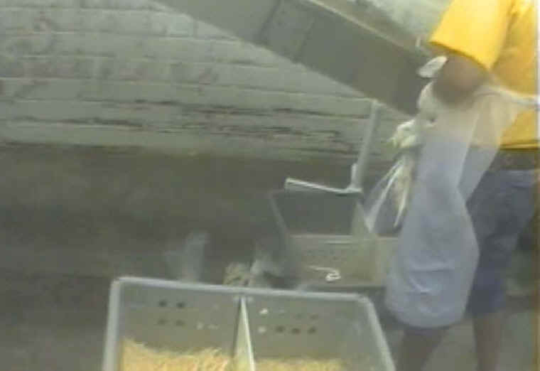 Turkey Hatchery Disposal - 02