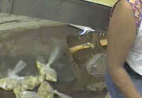 Turkey - Hatchery Disposal - 03