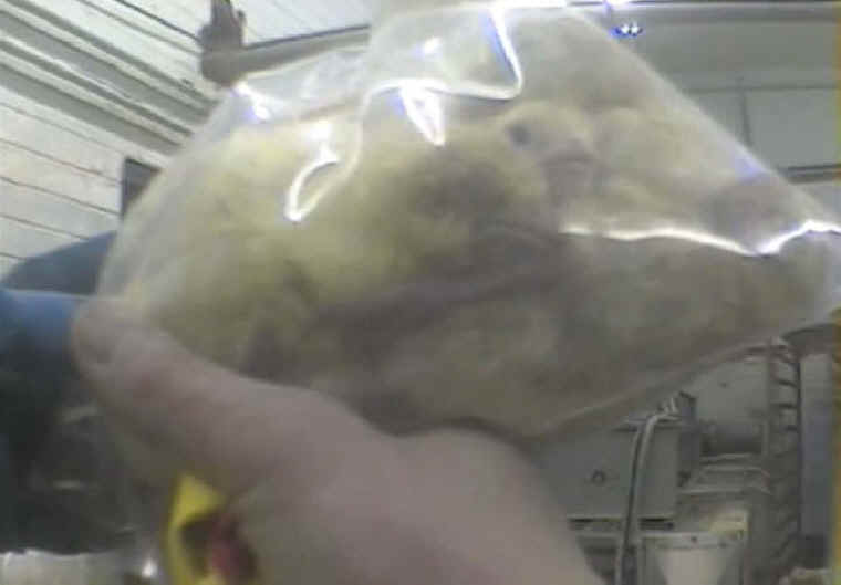 Turkey Hatchery Disposal - 05